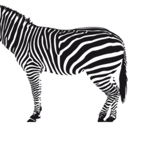 Zebra PNG image