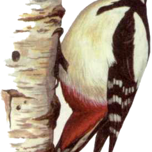 Woodpecker PNG