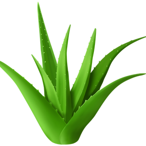 Aloe vera PNG